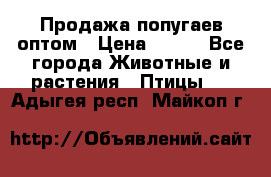 Продажа попугаев оптом › Цена ­ 500 - Все города Животные и растения » Птицы   . Адыгея респ.,Майкоп г.